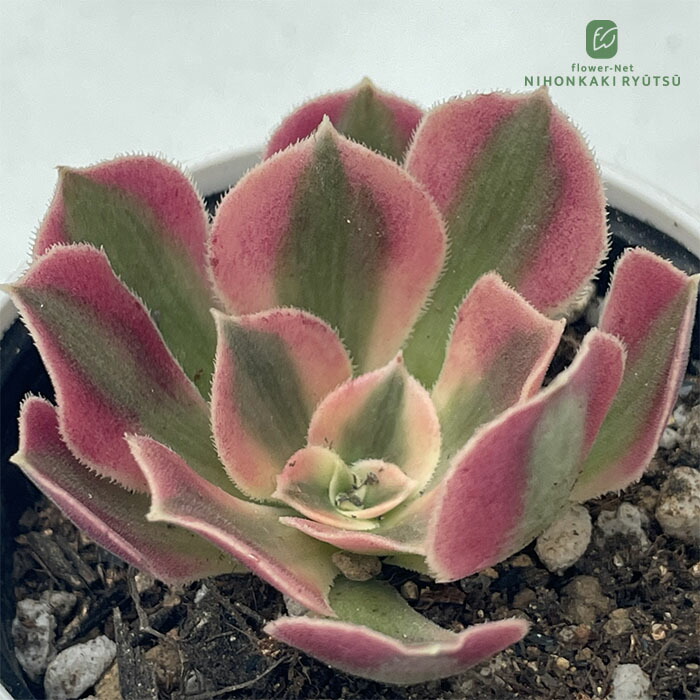 楽天市場】多肉植物 sdアエオニウム スミチー 多肉植物 アエオニウム