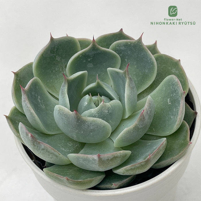 多肉。レボリューション、根付き。鉢直径6cm. 多肉。レボリューション、根付き。鉢直径6cm. 多肉。レボリューション