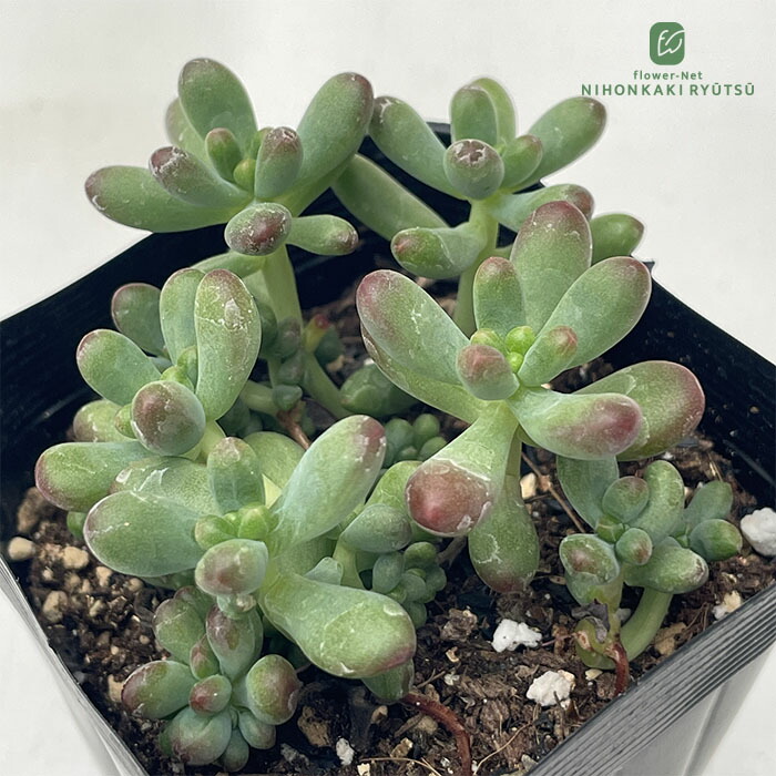 楽天市場】多肉植物 hmセダム ルビーティント多肉植物 セダム 6cm