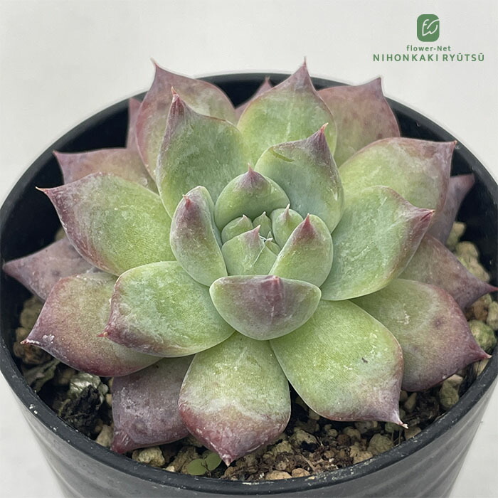 エケベリア・セダム hgcpdmiracle 楽天市場】多肉植物 hxエケベリア セプテンバーモーン×コロ