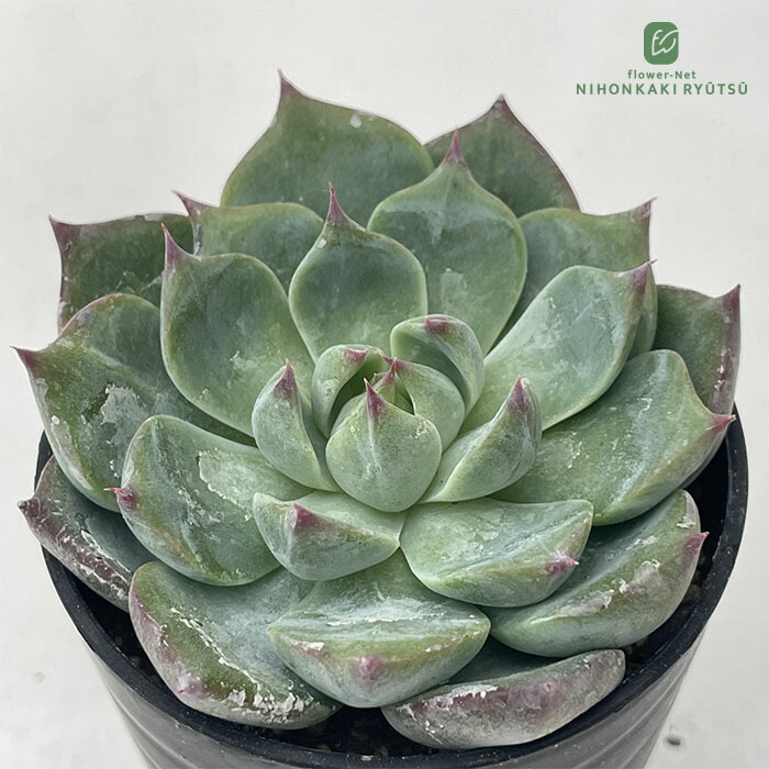 楽天市場】多肉植物 hxエケベリア レモンベリー×チワワエンシス