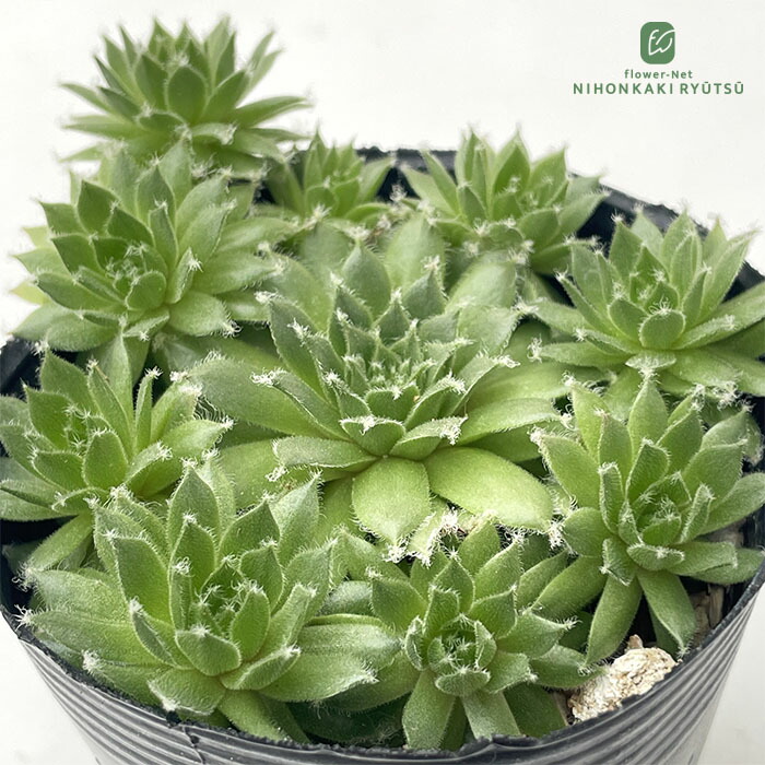 センペルビウム 輸入 Summer Symphony 楽天市場】多肉植物 yukセンペルビウム 紅牡丹 6cmポット