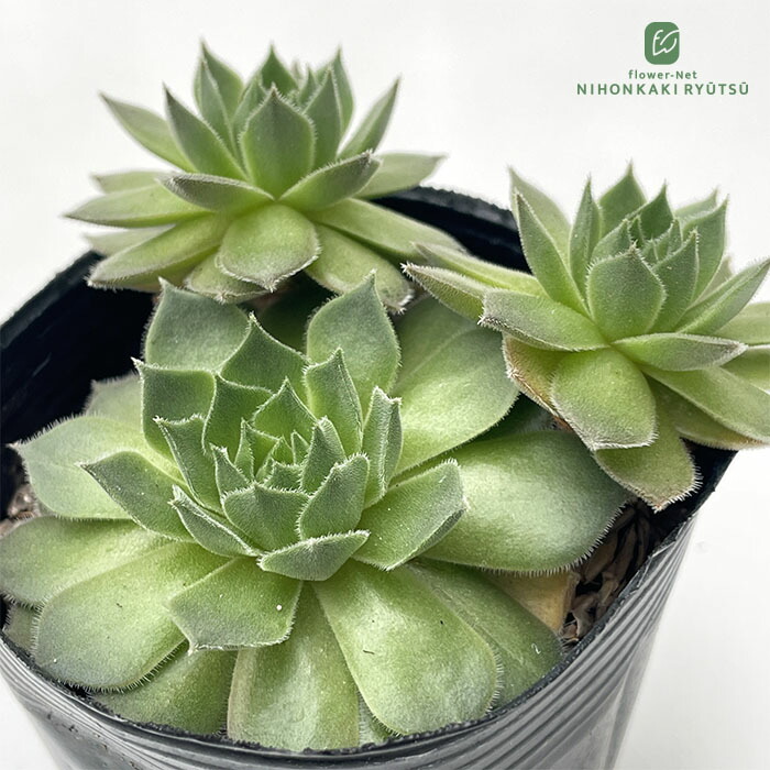 楽天市場】多肉植物 sfセンペルビウム アンバーグリーン 7.5cmポット