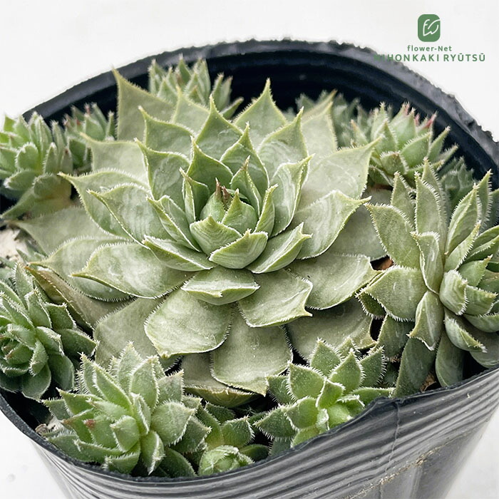 感謝を込めて。センペルビウム15(*´ω`*)Ｍ センペルヴィヴム属の仲間たち