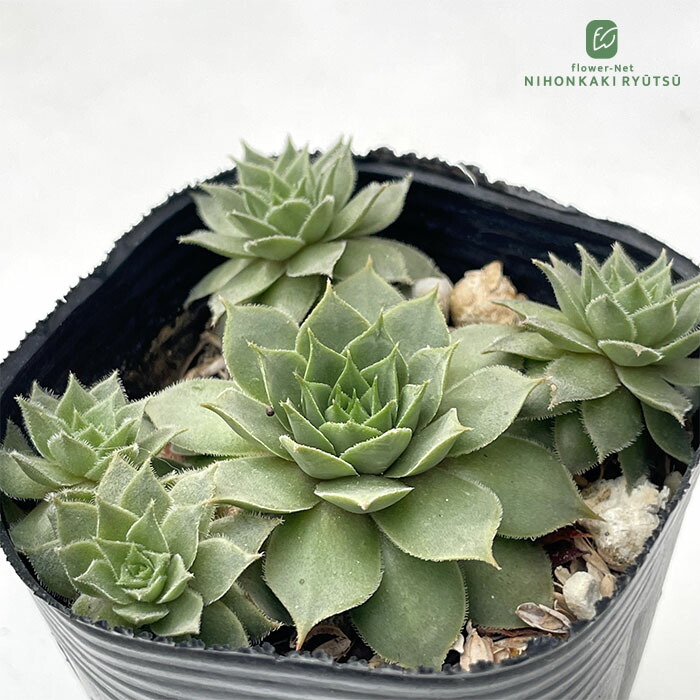 楽天市場】多肉植物 センペルビウム タルク 7.5cmポット 観葉