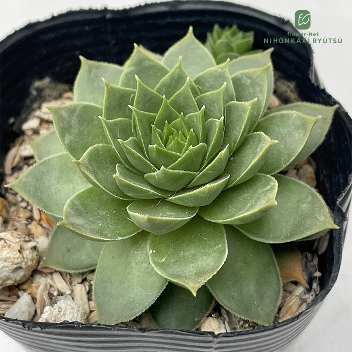 楽天市場】多肉植物 センペルビウム チェリーフロスト Sempervium