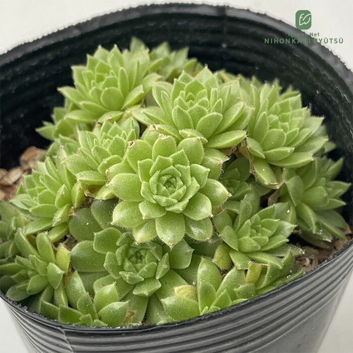 楽天市場】多肉植物 センペルビウム チェリーフロスト Sempervium
