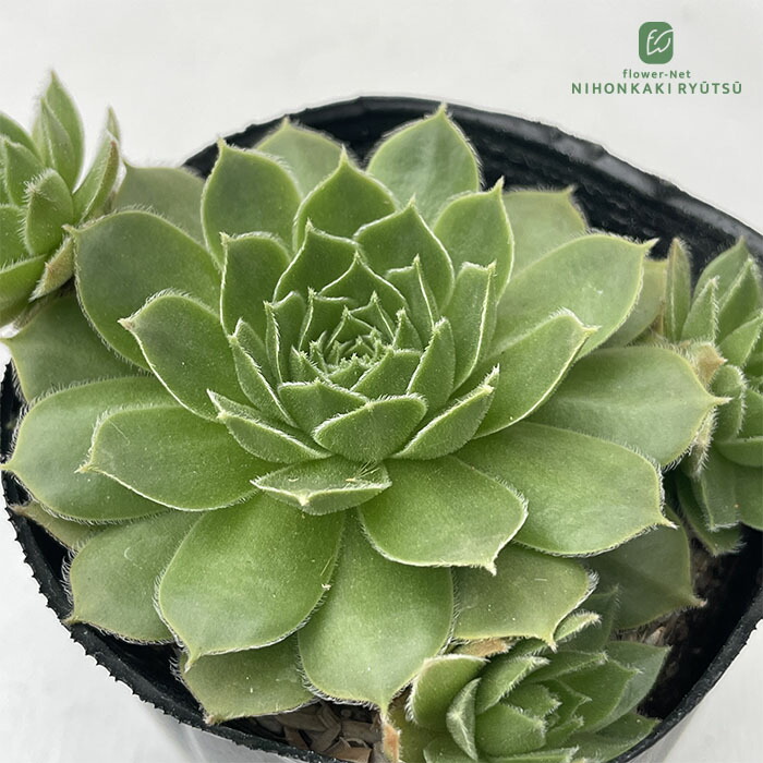 楽天市場】多肉植物 oriセンペルビウム テクトルムロイヤナム