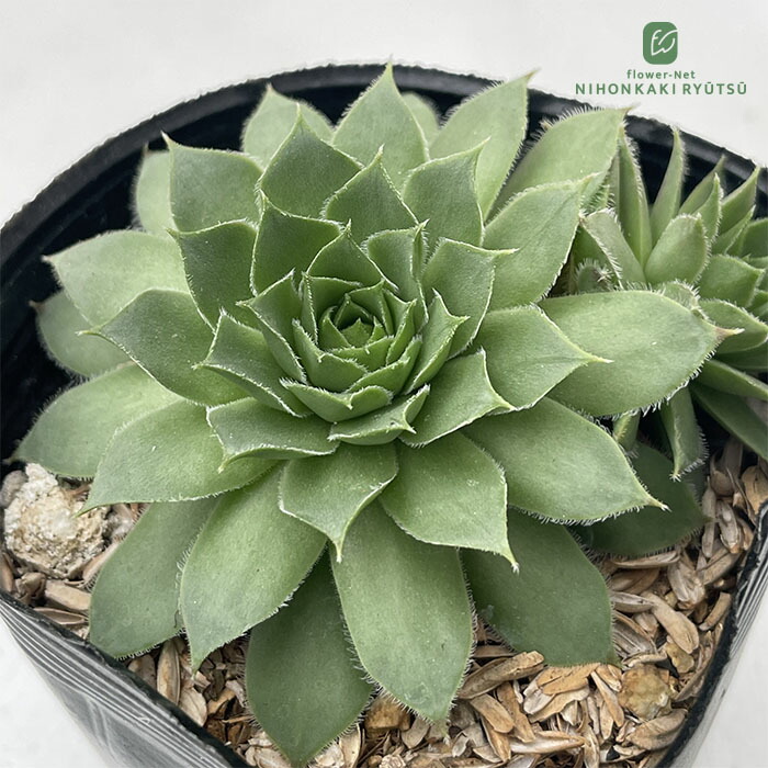 センペルビウム　サンドロップ 楽天市場】多肉植物 sfセンペルビウム ビッグスリーパー 7.5cmポット