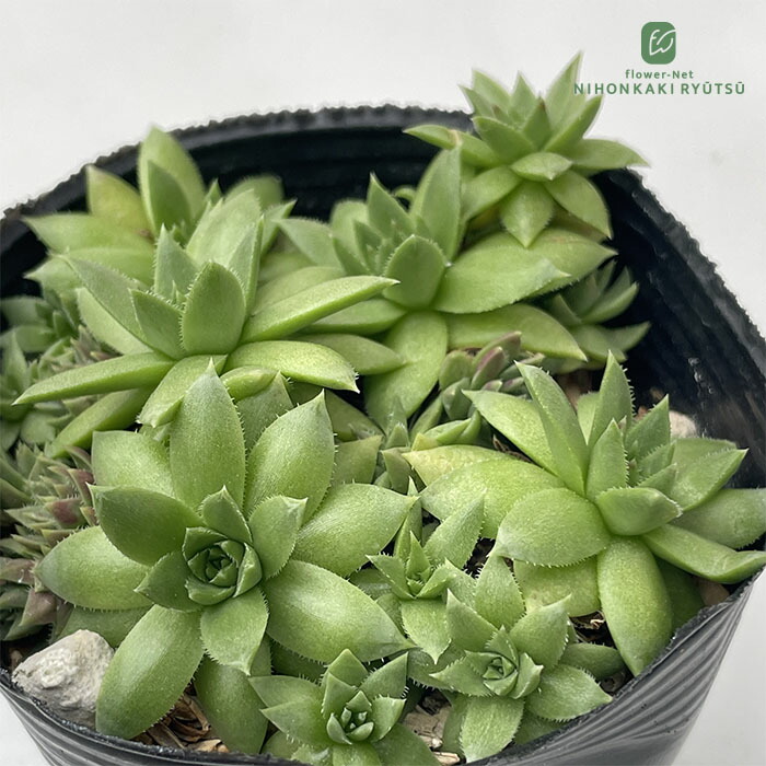 楽天市場】多肉植物 grセンペルビウム ジョビバルバ ヒルタ