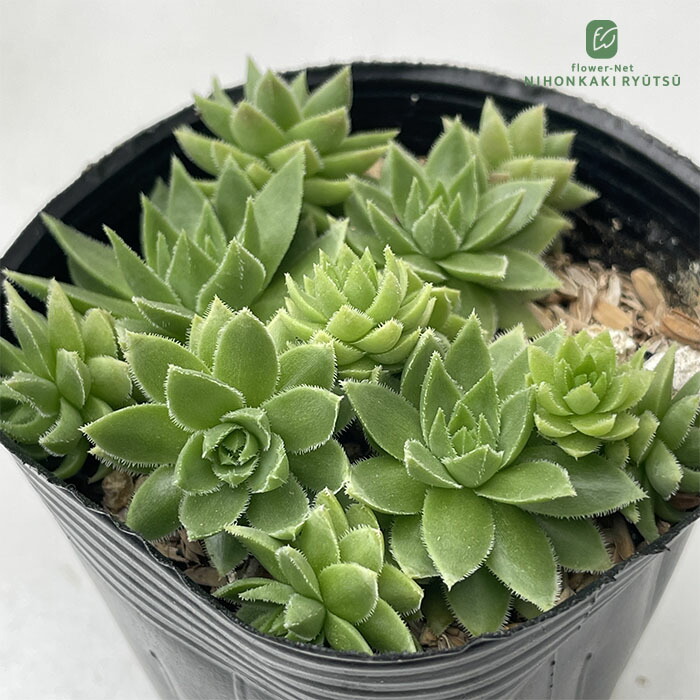 送料無料！ センペルビウム72種セット【s010】 (ジョビバルバ7種、当園育種4種、斑入品種2種入り) 】※連絡、発送対応は７日以降になります センペルビウム ジョビバルバ ライムグリーン多肉植物 2.5号鉢