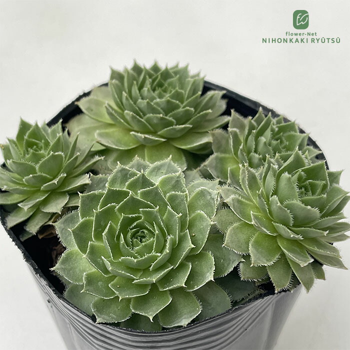 楽天市場】多肉植物 センペルビウム チェリーフロスト Sempervium