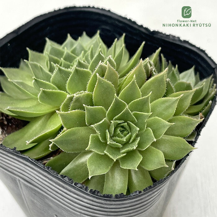 楽天市場】多肉植物 onセンペルビウム シェンブルギー 9cmポット