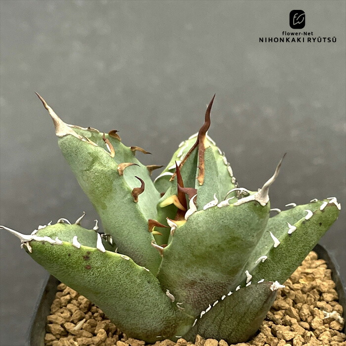 楽天市場】多肉植物 sdアガベ 吉祥冠錦 多肉植物 アガベ 3.5号鉢