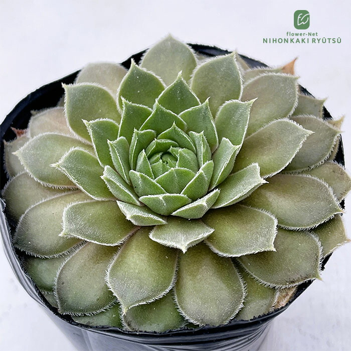 楽天市場】多肉植物 yukセンペルビウム ピンクパフ 6cmポット