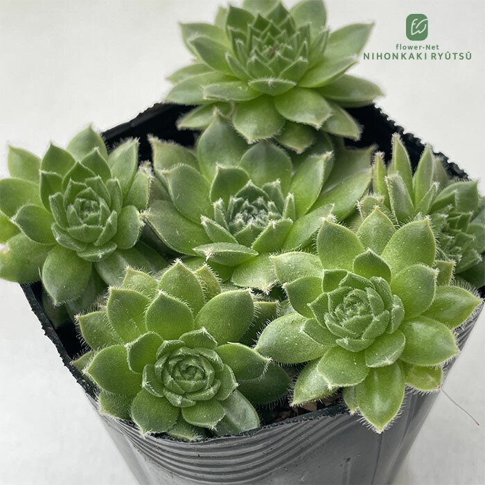 楽天市場】多肉植物 センペルビウム タルク 7.5cmポット 観葉 楽天市場】多肉植物 センペルビウム タルク 7.5cmポット 観葉