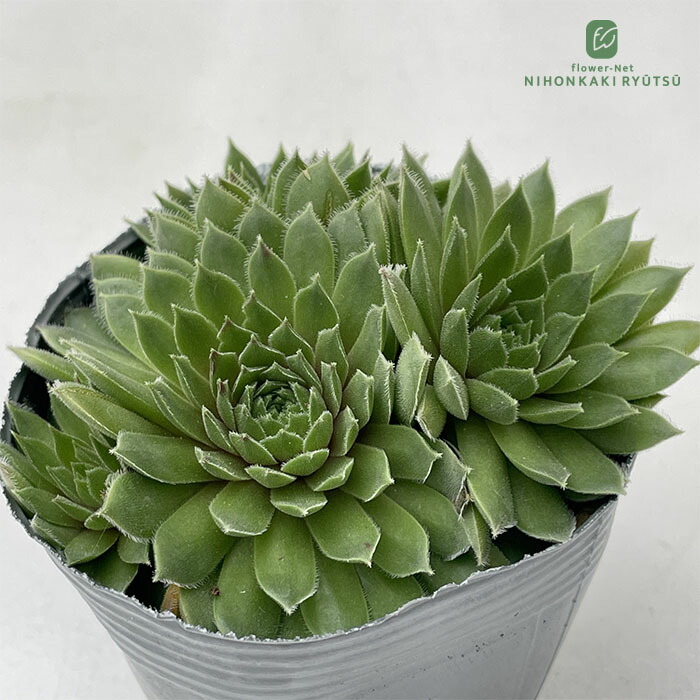 楽天市場】多肉植物 onセンペルビウム グローイングアンバーズ 9cm