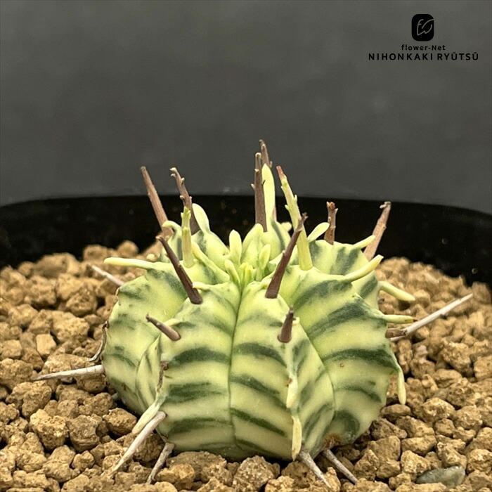 ユーフォルビアクリスパ ユーフォルビア クリスパ Euphorbia crispa no.21647 | 芽の巣山