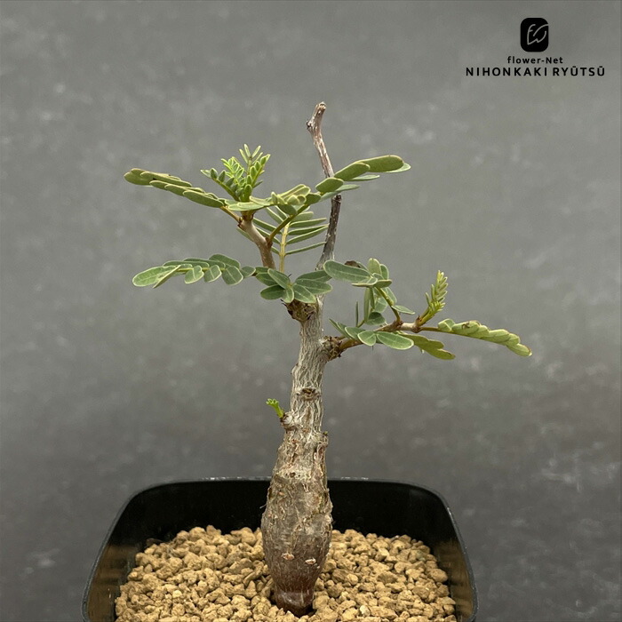 実生 センナ メリディオナリス 大株 灌木 塊根 コーデックス 多肉 サボテン 楽天市場】多肉植物 caセンナ メリディオナリス 実生苗 9cm