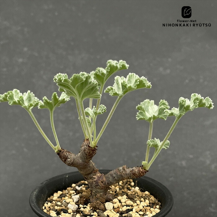 【セール】ボスウェリア　ネグレクタ　No.001　メルカリ便　鉢、送料込 楽天市場】コーデックス：ボスウェリア ネグレクタ*幅45cm