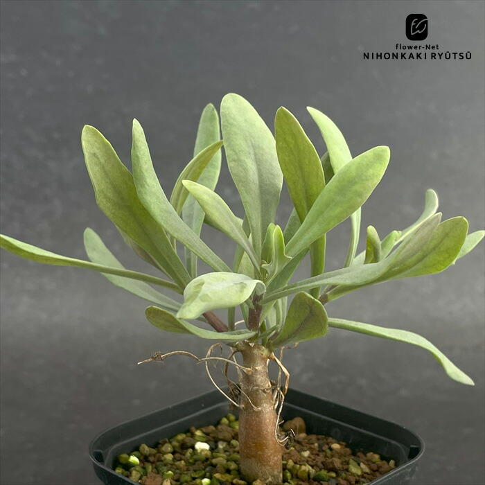 楽天市場】多肉植物 sdアデニア グラウカ 実生 多肉植物 塊根植物