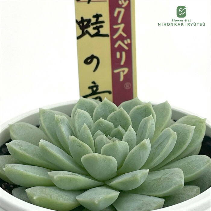 楽天市場】多肉植物 yukエケベリア ラウリンゼ×雪蜂 多肉植物 優木園