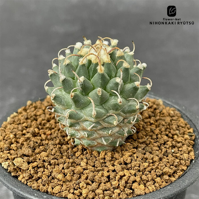 ［特大］メロカクタス クルビスピナス ドライガーデン メロカクタス・クルビスピナス - メルカリ