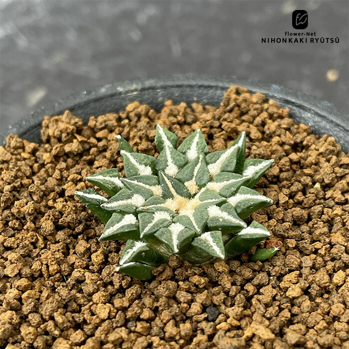 楽天市場】サボテン：アリオカルプス 黒牡丹 実生*M 幅3cm : 遊恵