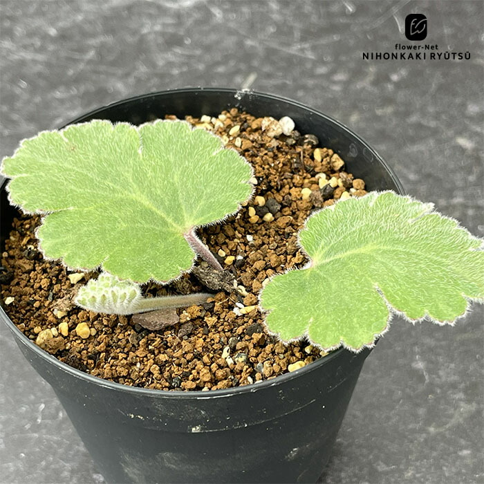 楽天市場】多肉植物 caパキポディウム レウコキサンツム 白花 恵比寿