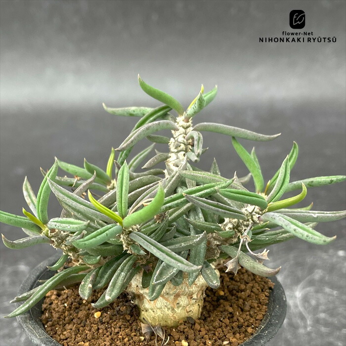 楽天市場】多肉植物 caコミフォラ アフリカーナ 現品販売 1026-01 8号