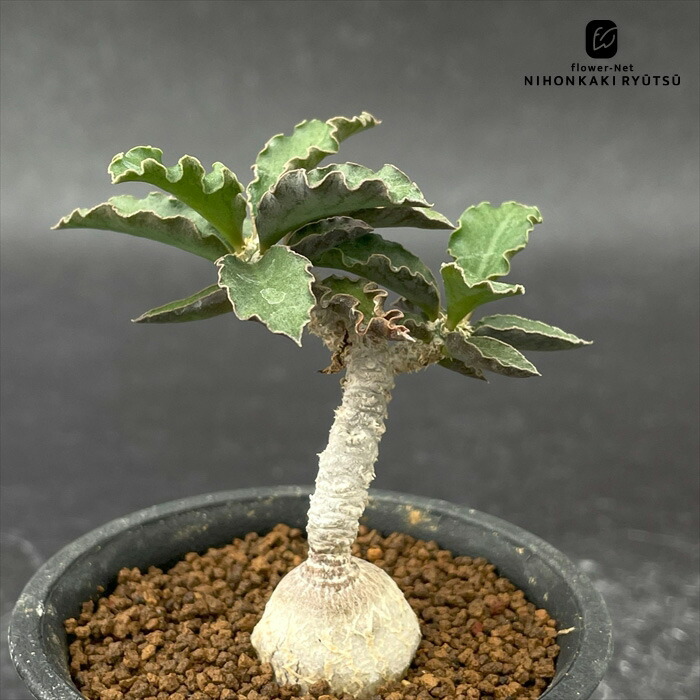 ユーフォルビアクリスパ ユーフォルビア・クリスパ（Euphorbia crispa）-no240104 - bio