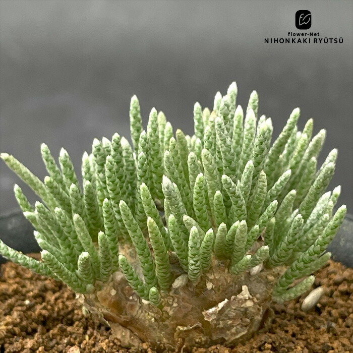 楽天市場】多肉植物 hmアボニア クイナリア 白花アルストニー