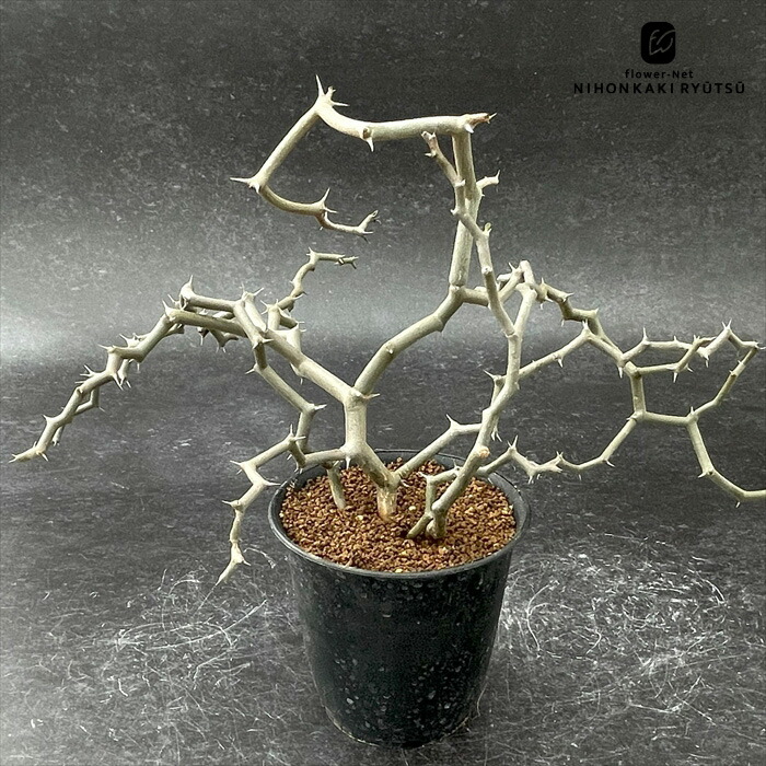 楽天市場】多肉植物 sdユーフォルビア キリンドリフォリア