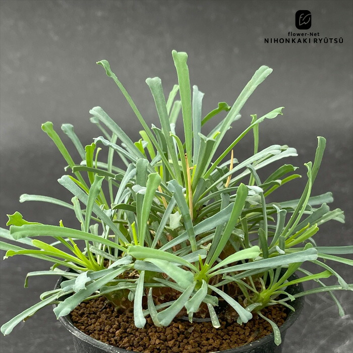 楽天市場】多肉植物 caボスウェリア ナナ 実生 1214-031 多肉