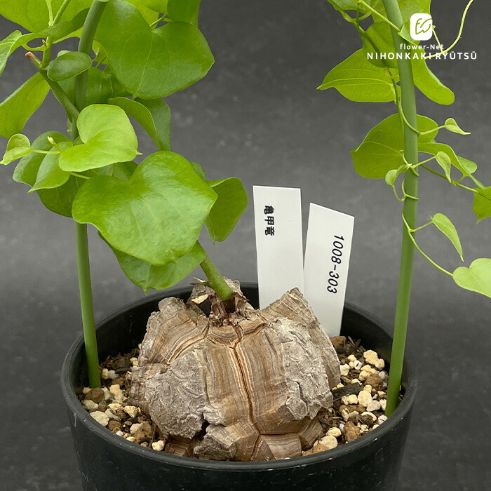 楽天市場】多肉植物 caアデニア ペリエリ 0417-29 多肉植物 コーデック