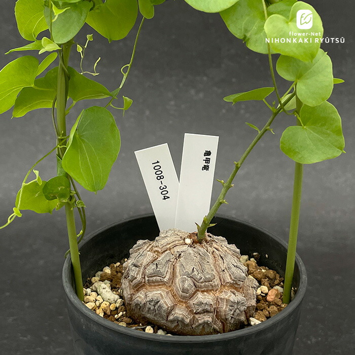 植物販売 日本花キ流通 多肉植物 ca断崖の女王 シンニンギア レウコトリカ