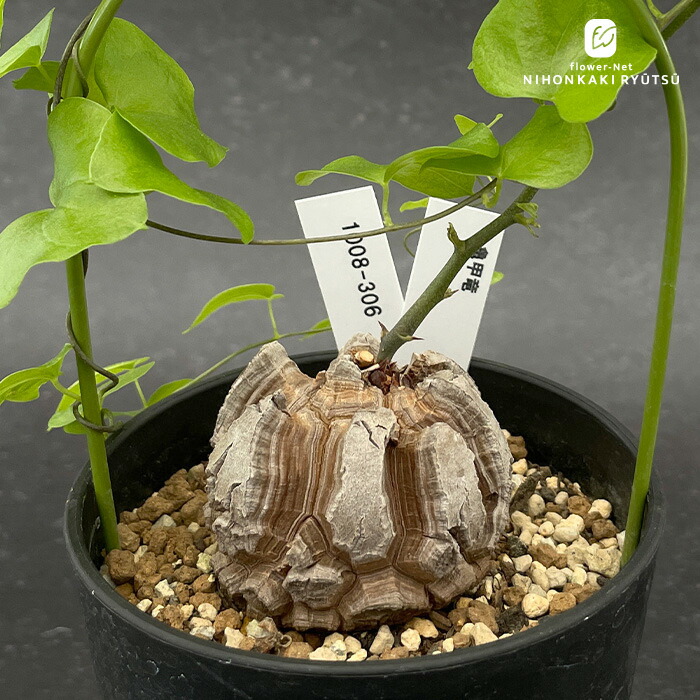 楽天市場】多肉植物 caアデニア ペリエリ 0417-29 多肉植物