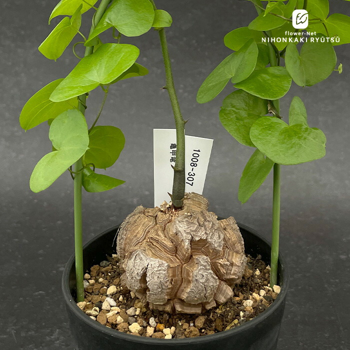 楽天市場】多肉植物 caサルコカウロン パターソニー 1029-02