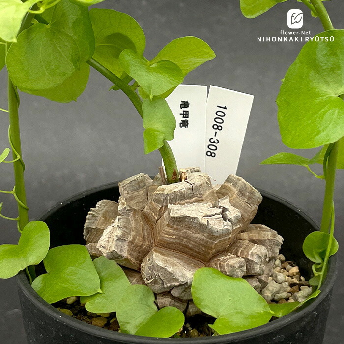 ペラルゴニウム ロバツム検索（塊根植物パキポディウム グラキリス アガベ ） ペラルゴニウム ロバツム検索（塊根植物パキポディウム