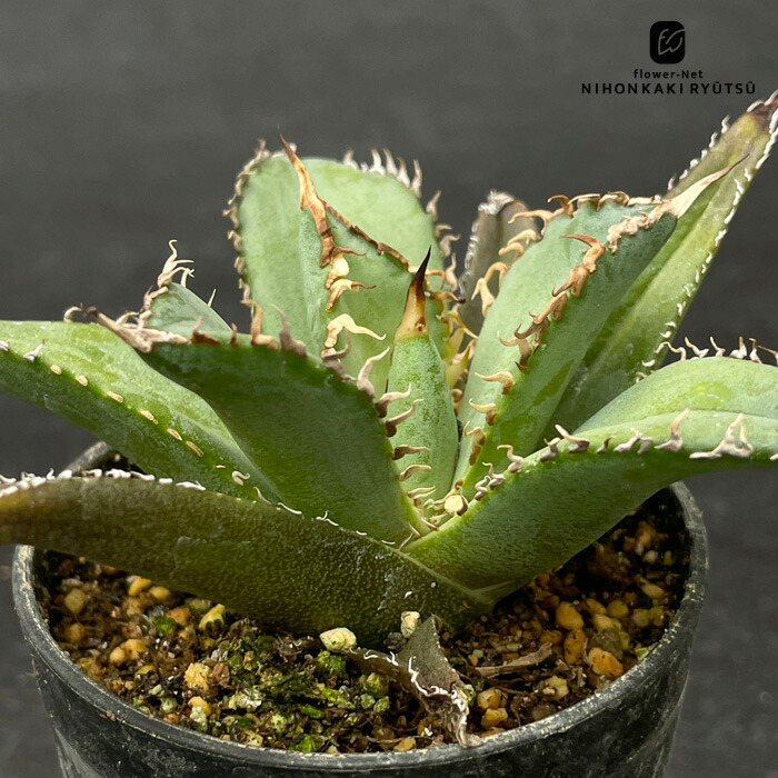楽天市場】多肉植物 caアガベ フレキシスピナ Agave flexispina 多肉