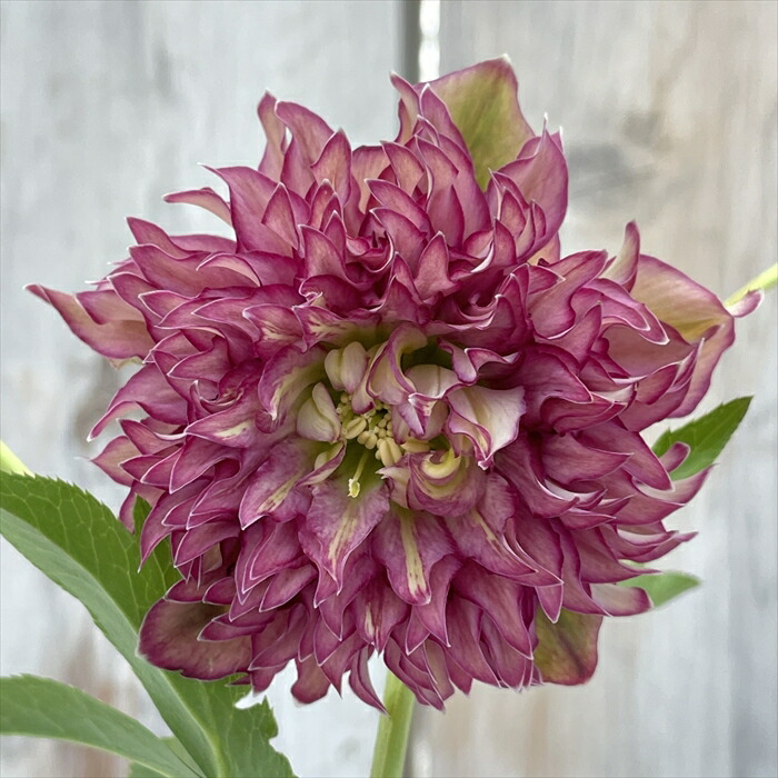 楽天市場】原種クリスマスローズ苗 デュメトルム 実生苗 落葉性 9cm