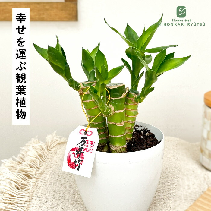 楽天市場】観葉植物 ミリオンバンブー 萬年竹 ラッキーバンブー 5号鉢