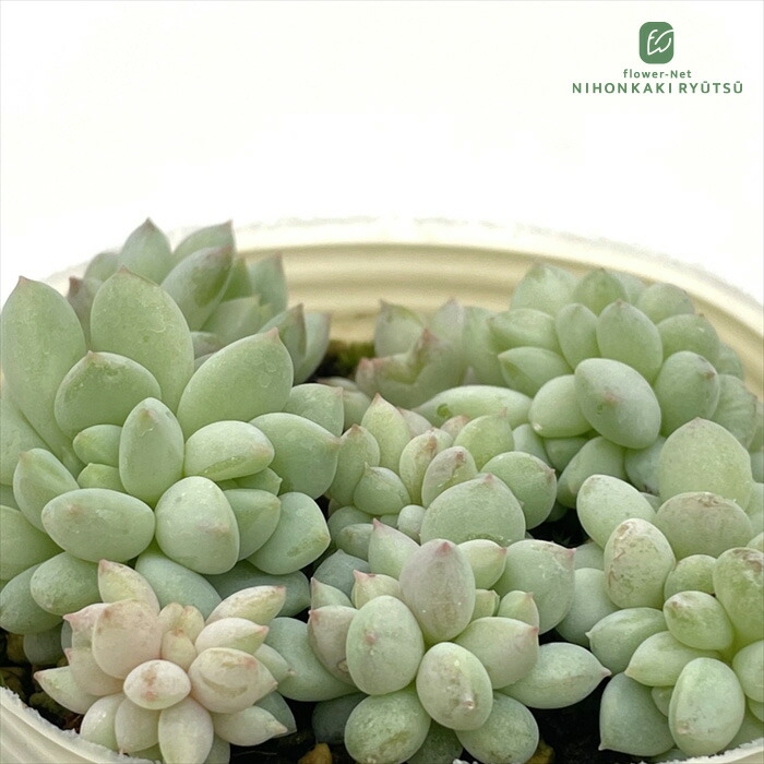 楽天市場】多肉植物 hmエケベリア マカベアナ錦 多肉植物 エケベリア