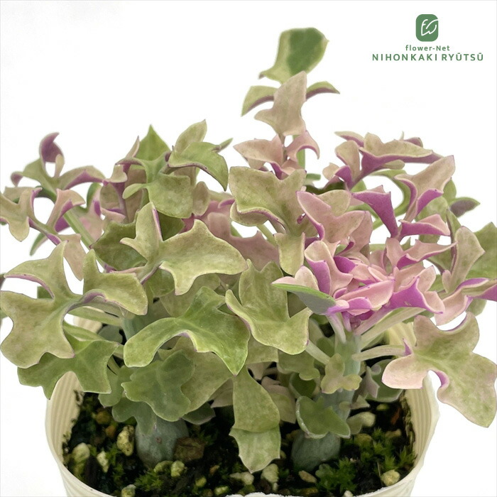 楽天市場】多肉植物 sbセネシオ 七宝樹錦 多肉植物 セネキオ 7.5cm