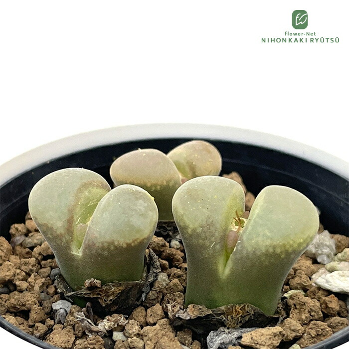 楽天市場】多肉植物 caコノフィツム カルキュルス 翡翠玉 多肉植物