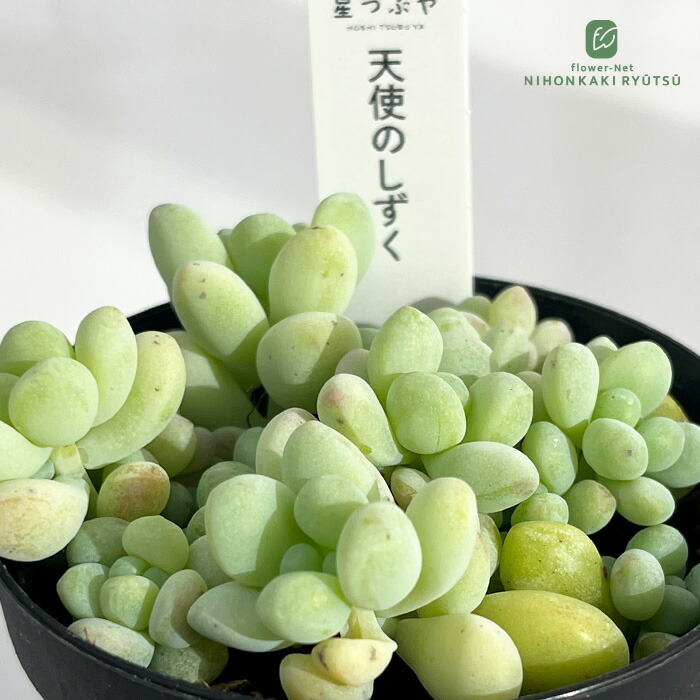 多肉植物　セダム ★星シリーズ★　カット苗 楽天市場】多肉植物 hstセダム ピンクベリー 多肉植物 星つぶやさん苗