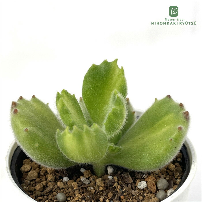 楽天市場】多肉植物 ca チレコドン レティキュラータ 万物想 実生苗