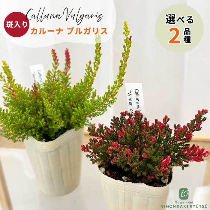 楽天市場】【超大株】 八重咲き カルーナ ブルガリス ツリー仕立て 9号