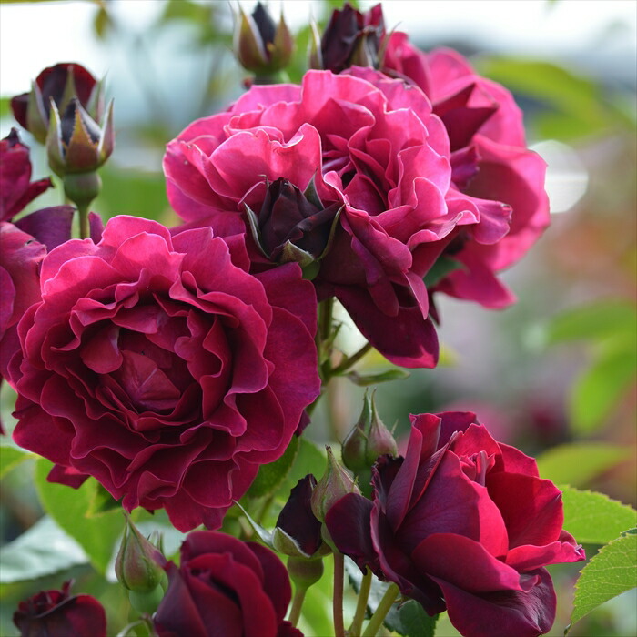 楽天市場】予約販売 バラ 苗 バラ 新苗 ロサ オリエンティス フレーズ