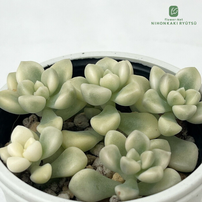 楽天市場】多肉植物 sizセダム あんず玉 多肉植物 雫ファームさん苗